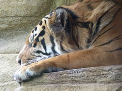 Sumatran Tiger (1) - 16 October 2015