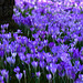 Das blaue Band des Frühlings - The blue ribbon of spring