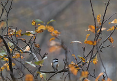 Chickadee in our apple tree this morning before the snow started
