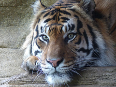 Sumatran Tiger (2) - 16 October 2015