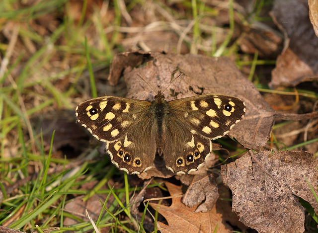 Speckled wood (Pararge aegeria) butterfly