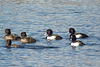 Tufted Duck Night Out