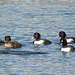 Tufted Duck Night Out