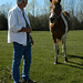Bob et le cheval