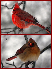 Cardinals Collage ~ A cold and snowy day
