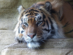 Sumatran Tiger (3) - 16 October 2015
