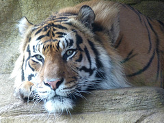 Sumatran Tiger (4) - 16 October 2015