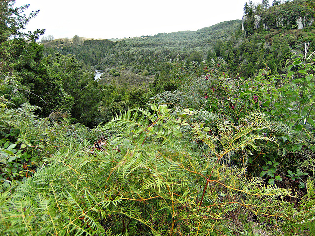 Hillside bush