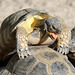 Fleißige Schildkröten (Wilhelma)