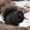Eastern Grey Squirrel, black form