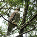 Hawk in Fish Creek Park - juvenile Northern Goshawk