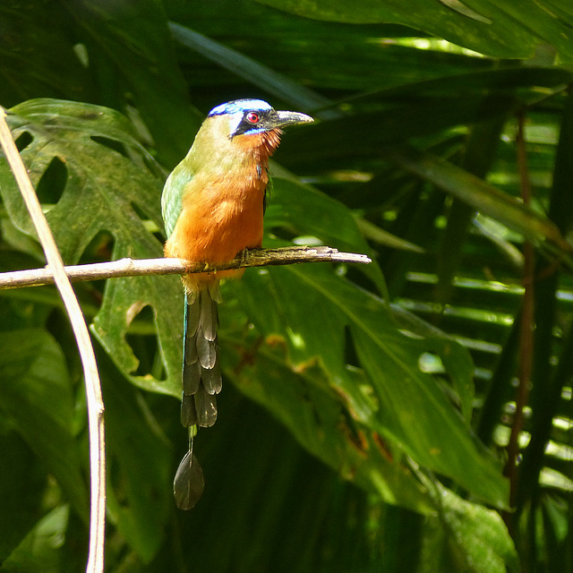 Trinidad Motmot, Main Ridge Forest Reserve, Tobago