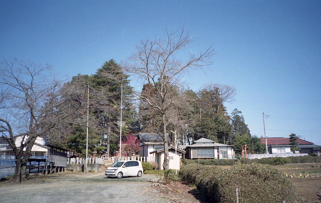 Grove of the village shrine