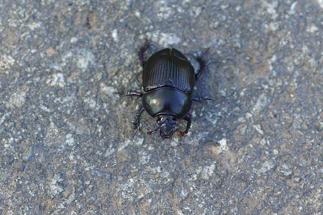 Kräftiger schwarzer Käfer
