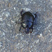 Kräftiger schwarzer Käfer