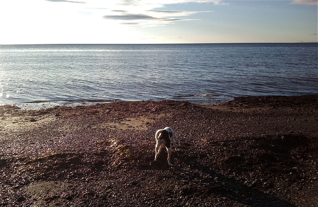 Chien de plage au petit matin /  Early bird dog at the beach