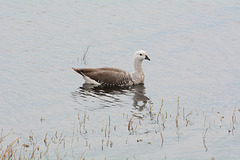 Argentino Lake, The Magellan Goose
