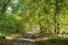 Lane Near Bowden Park