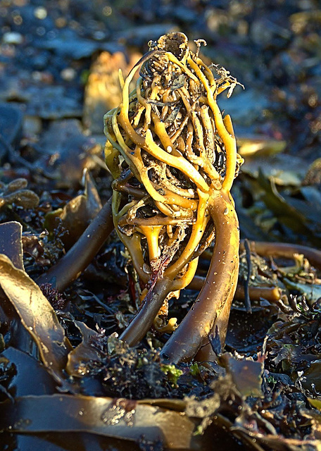 Seaweed On The Beach. N.Shields, Tyneside