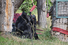 Western Lowland Gorilla (4) - 3 August 2020