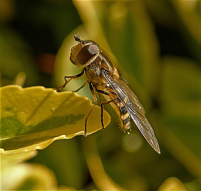 Hoverfly