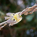 Das Wintergoldhähnchen (Regulus regulus) ist auch eine Runde geflogen :))  The goldcrest (Regulus regulus) also flew around :))  Le goldcrest (Regulus regulus) a également volé autour :))