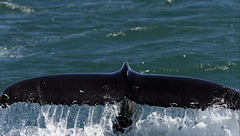 Humpback whale, Skjálfandi  DSC3394