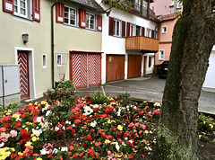 Blühender Vorgarten