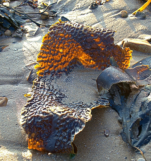 Seaweed On The Beach. N.Shields, Tyneside