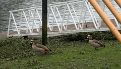 London Teddington Lock footbridge ducks (#0364)
