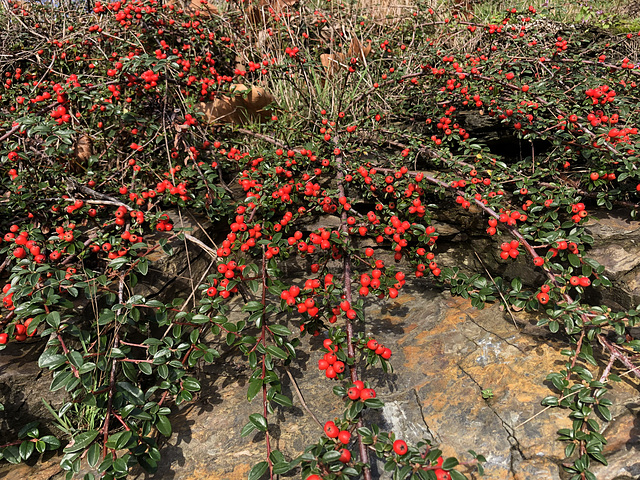 Scrub with red berries on a wall.