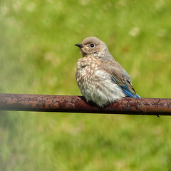 Mountain Bluebird fledgling