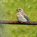 Mountain Bluebird fledgling