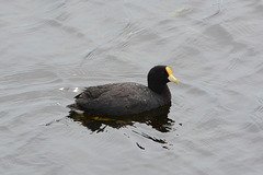 Argentino Lake, Red-Gartered Coot