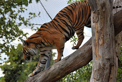 Sumatran Tiger (1) - 3 August 2020