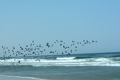 Namibia, A Flock of Cormorants Flies off to Fish