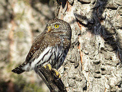 Northern Pygmy-owl - from the archives