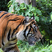 Sumatran Tiger (2) - 3 August 2020