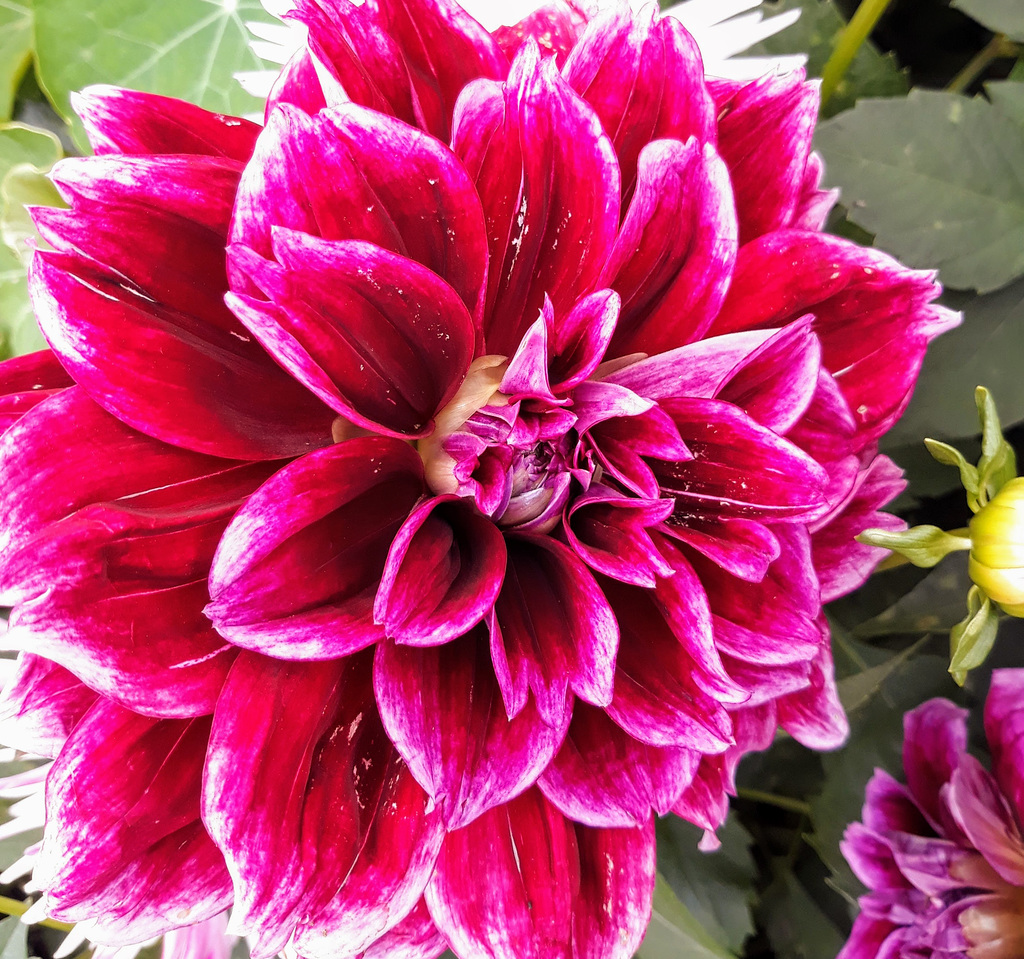 Dahlia.