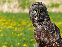 Great Gray Owl - from the archives