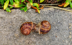Mating snails, Hermanus cliff path