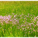 English Summer Meadow