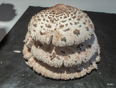 Macrolepiota, Parasol Mushrooms,