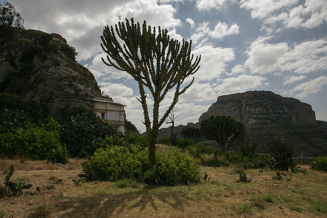 Euphorbia near church in Gheralta area