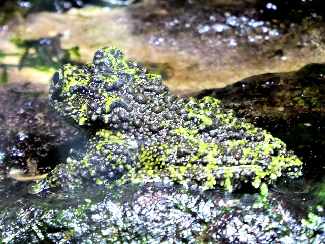 Mossy Frog - 3 August 2020