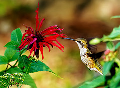 Hummingbird.  6276683