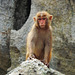 A Rhesus macacque monkey