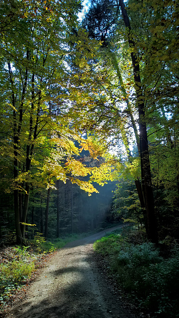 Alzenau, Wald, Deutschland