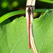 Small Red Damsel m (Ceriagrion tenellum) DSB 1369