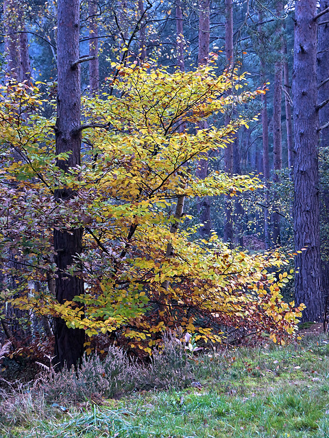 Autumn in Bourne Woods